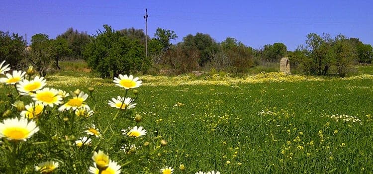 Blühende Wiese mit Margeriten und Mandelbäumen bei Binissalem