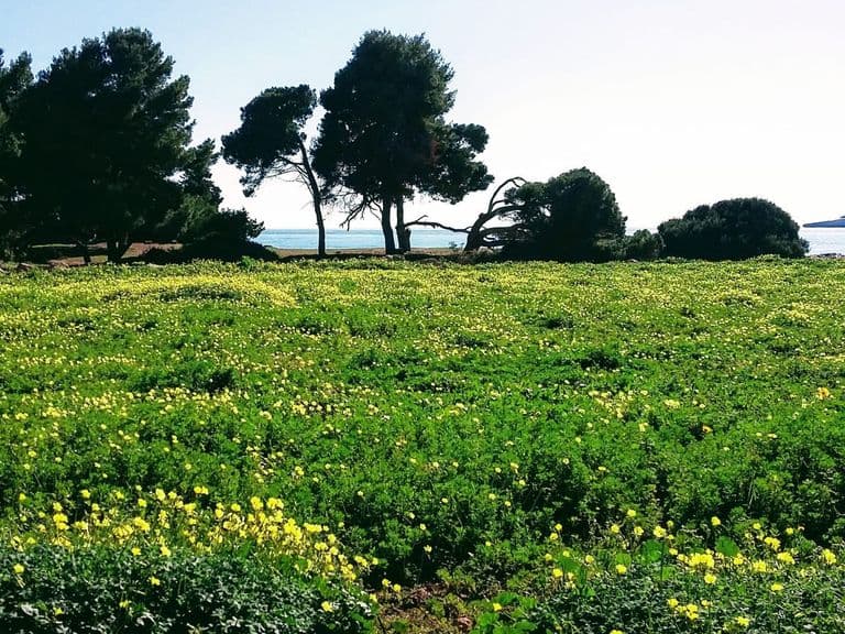 Grüne Wiese und Pinien am Meer bei Canyamel, Richtung Cala Rajada